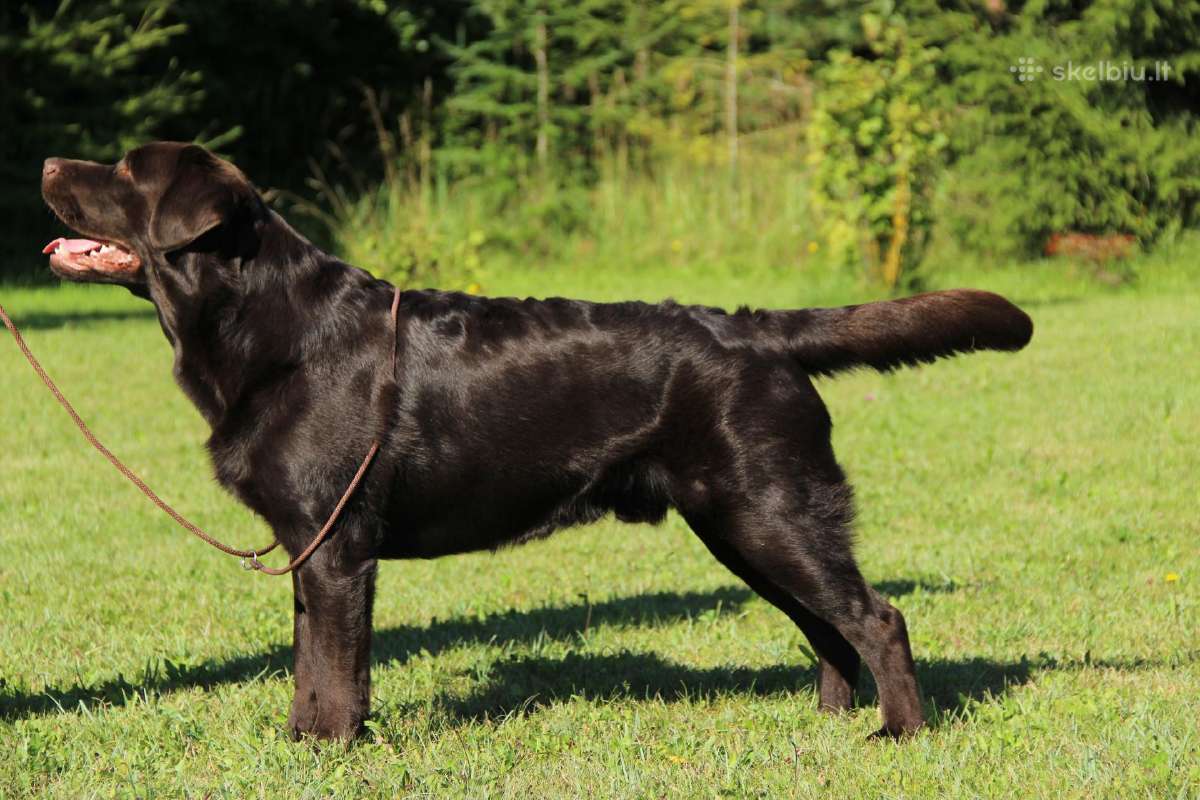 Labradoro retriveris reproduktorius - nuotraukos Nr. 11