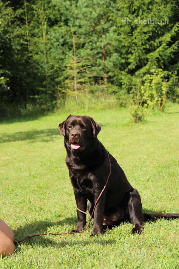 Labradoro retriveris reproduktorius - nuotraukos Nr. 5