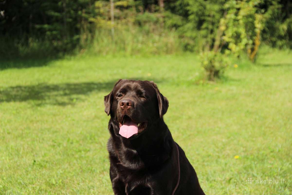 Labradoro retriveris reproduktorius - nuotraukos Nr. 3