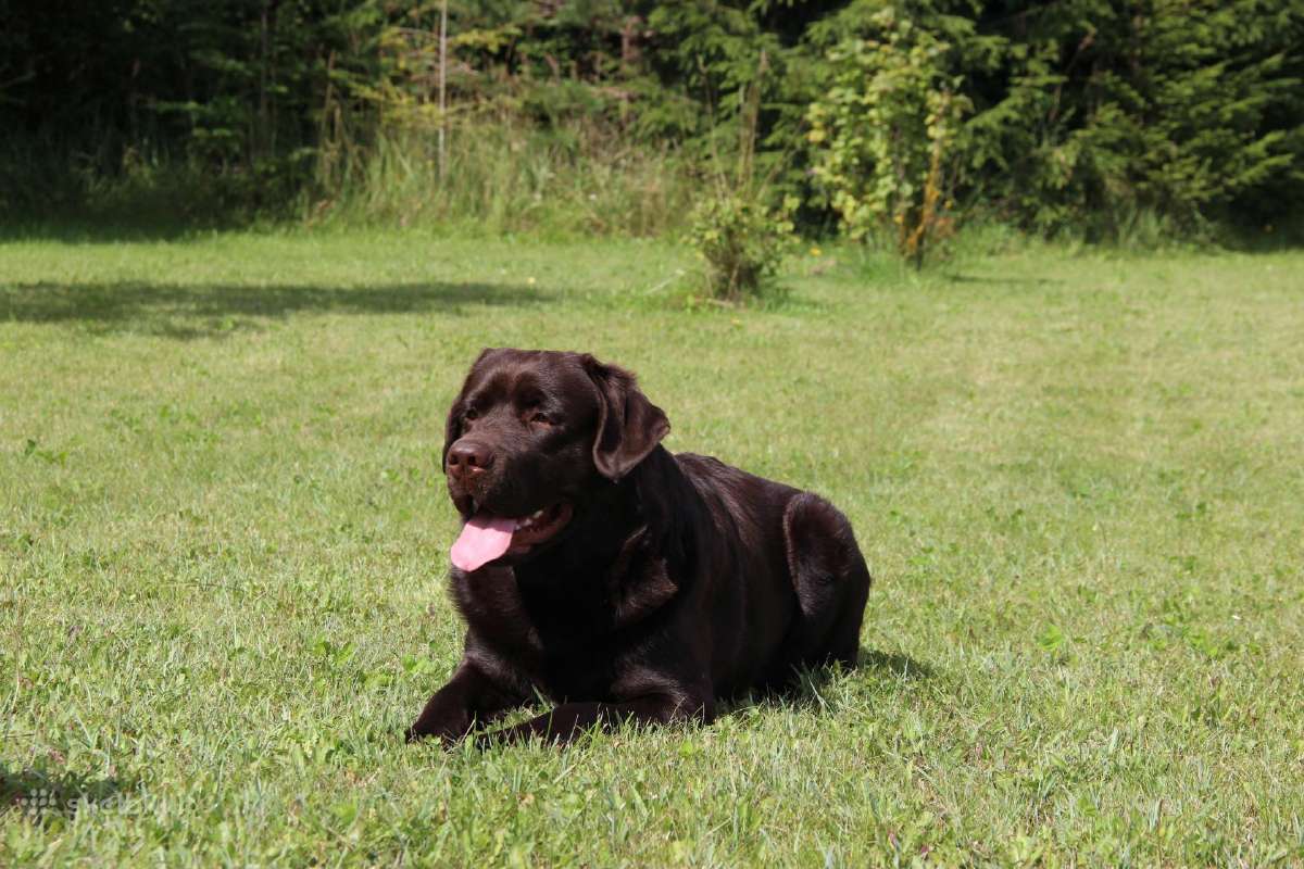 Labradoro retriveris reproduktorius - nuotraukos Nr. 12
