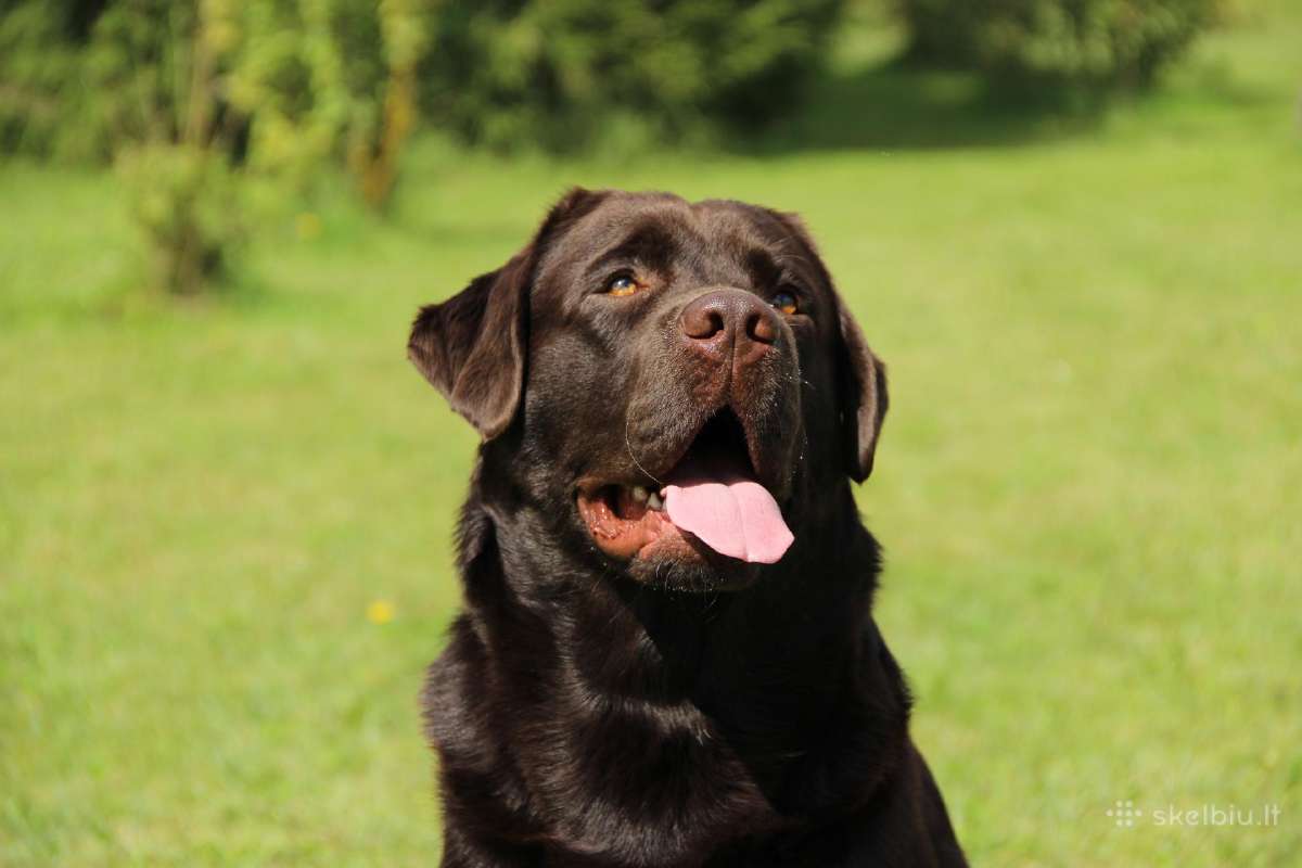Labradoro retriveris reproduktorius - nuotraukos Nr. 13
