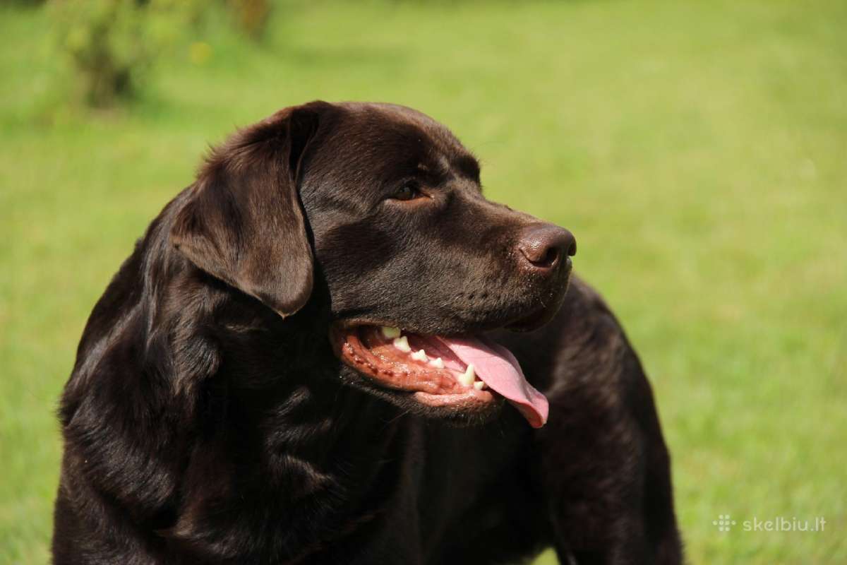 Labradoro retriveris reproduktorius - nuotraukos Nr. 14