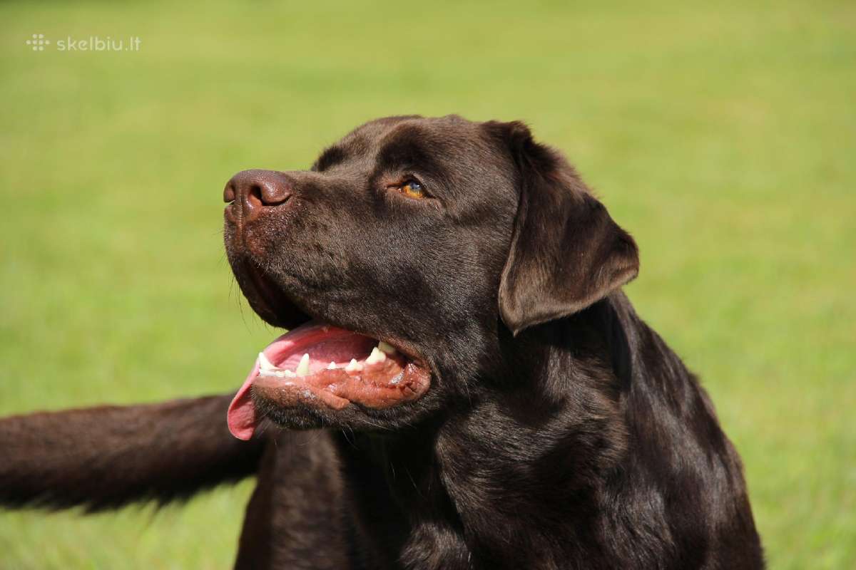 Labradoro retriveris reproduktorius - nuotraukos Nr. 6