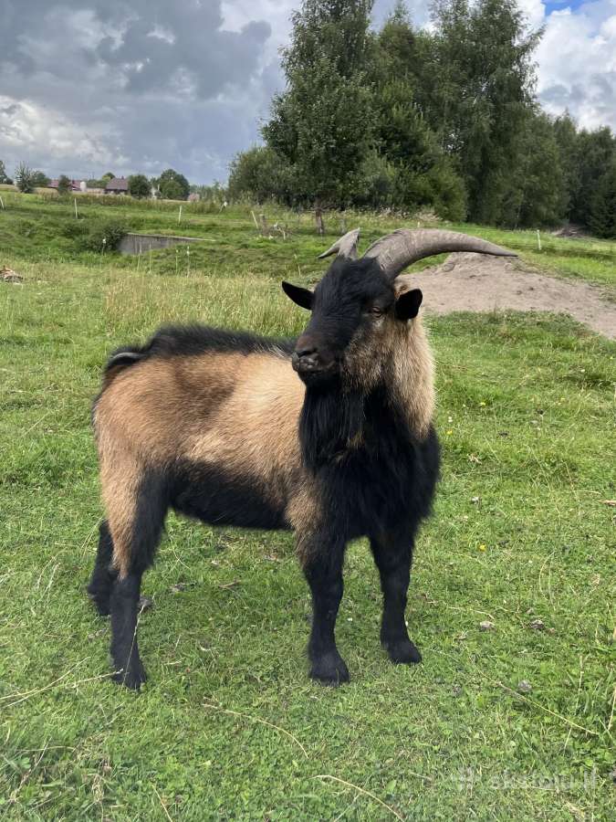 Jaunas mini ožys - nuotraukos Nr. 2