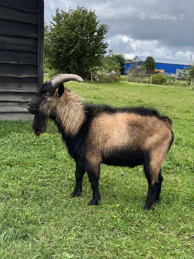 Jaunas mini ožys - nuotraukos Nr. 3