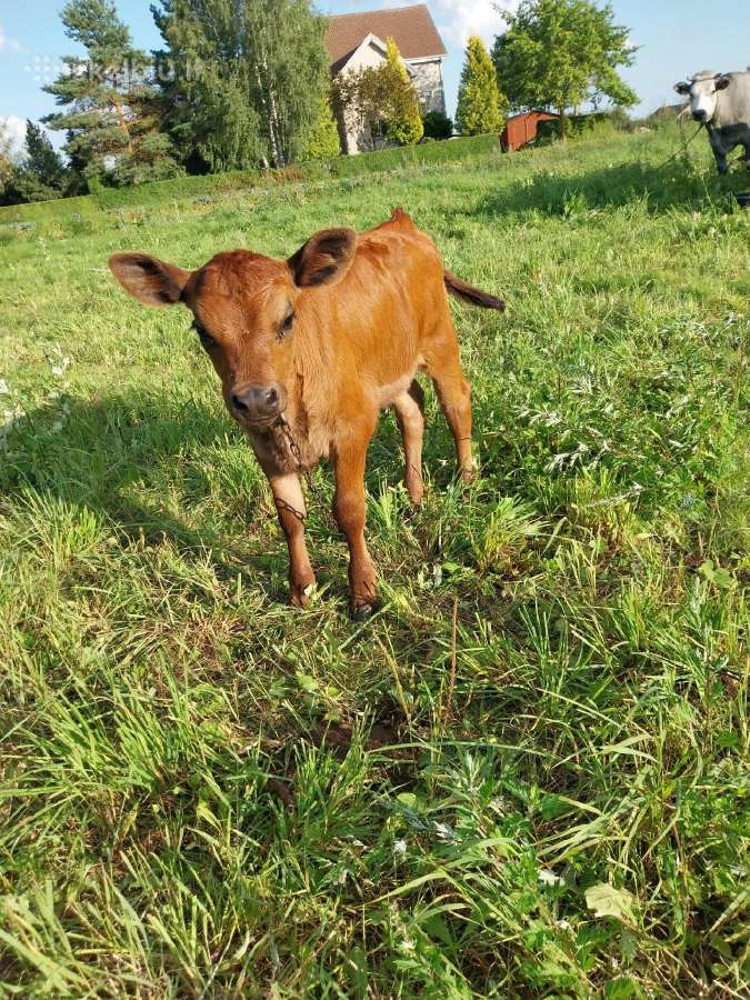 Karvė su veršeliu - nuotraukos Nr. 5
