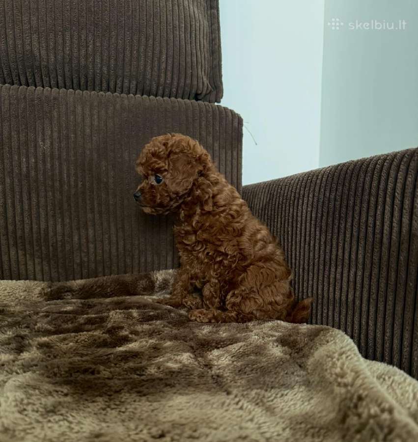Parduodama išskirtinė red brown toy mini pudelytė - nuotraukos Nr. 5
