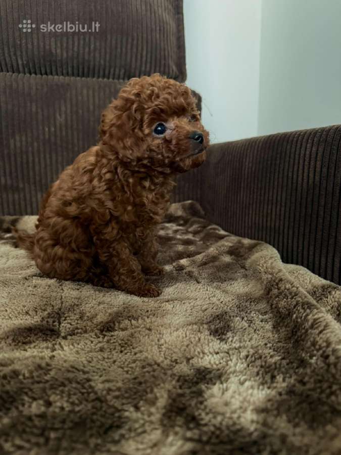 Parduodama išskirtinė red brown toy mini pudelytė - nuotraukos Nr. 2