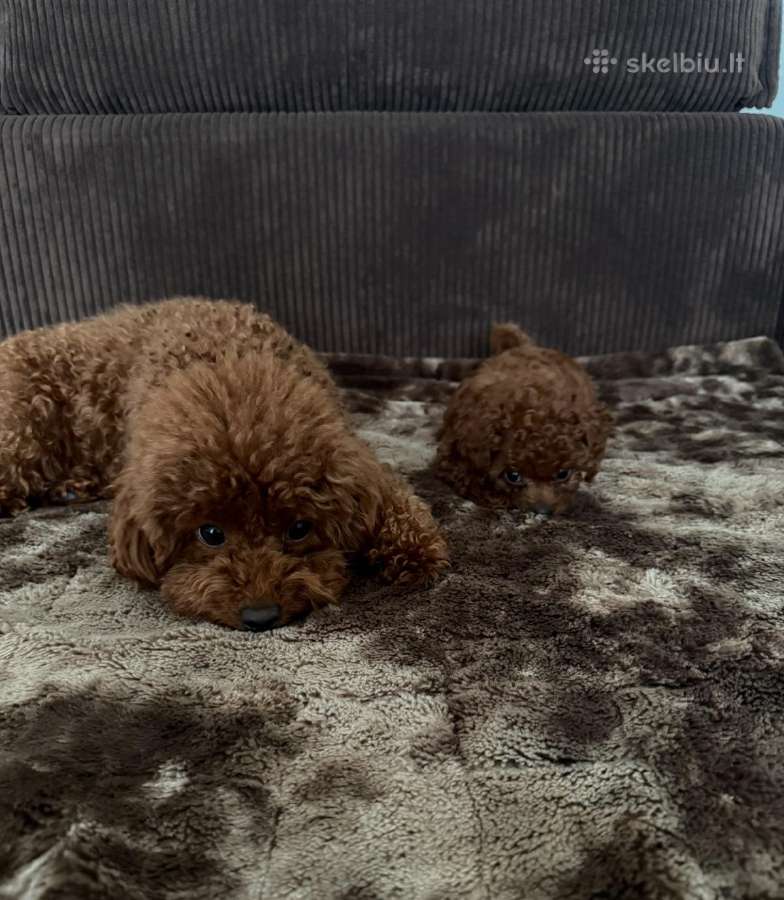 Parduodama išskirtinė red brown toy mini pudelytė - nuotraukos Nr. 6