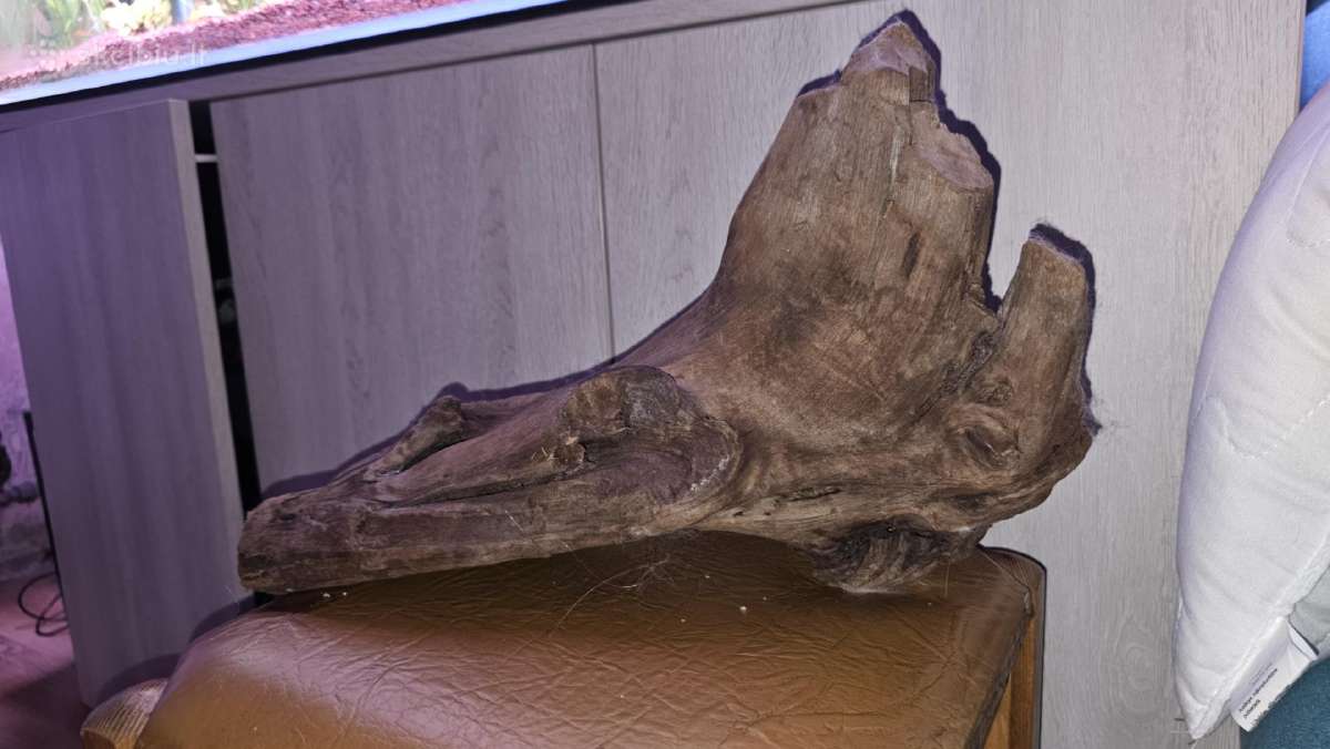 Parduodu šaka - nuotraukos Nr. 2