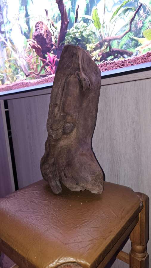 Parduodu šaka - nuotraukos Nr. 3