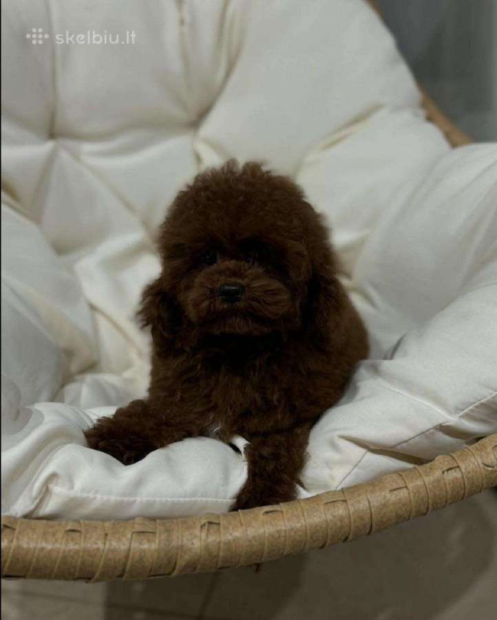 Parduodama išskirtinė red brown toy mini pudelytė - nuotraukos Nr. 7