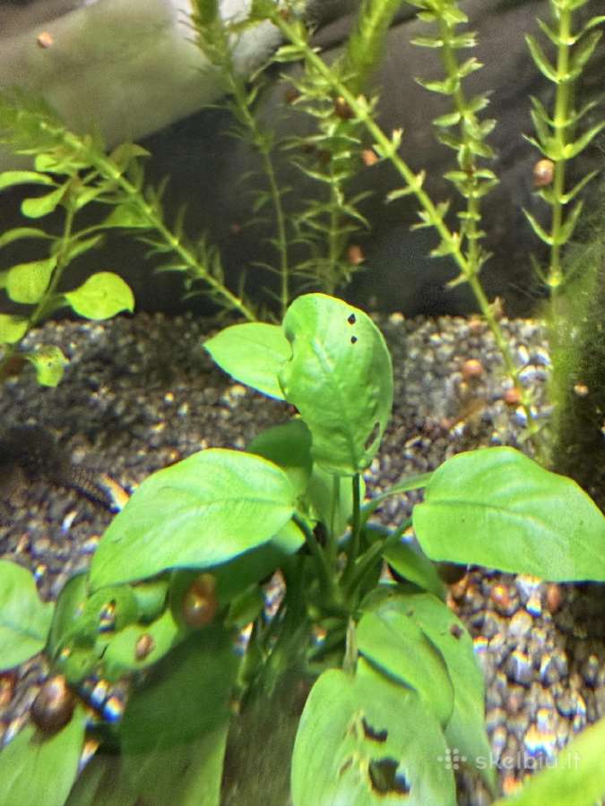 Augalai is akvariumo 50l - nuotraukos Nr. 3