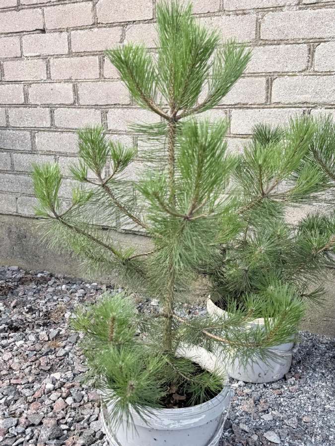 Juodoji Pušys Kalninė Pušis - nuotraukos Nr. 4