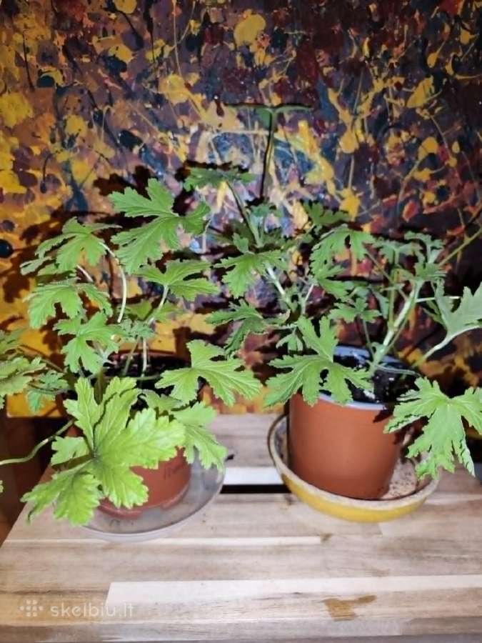 Jeronimas (kvapioji pelargonija) - nuotraukos Nr. 2