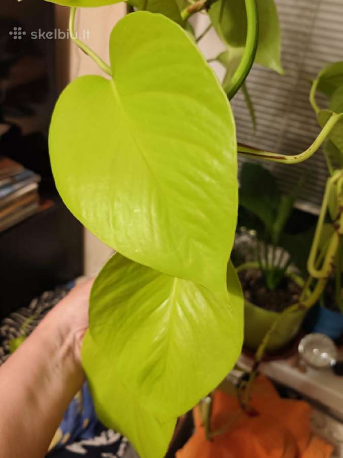 Auksinis skindapas (Epipremnum aureum) Neon - nuotraukos Nr. 2