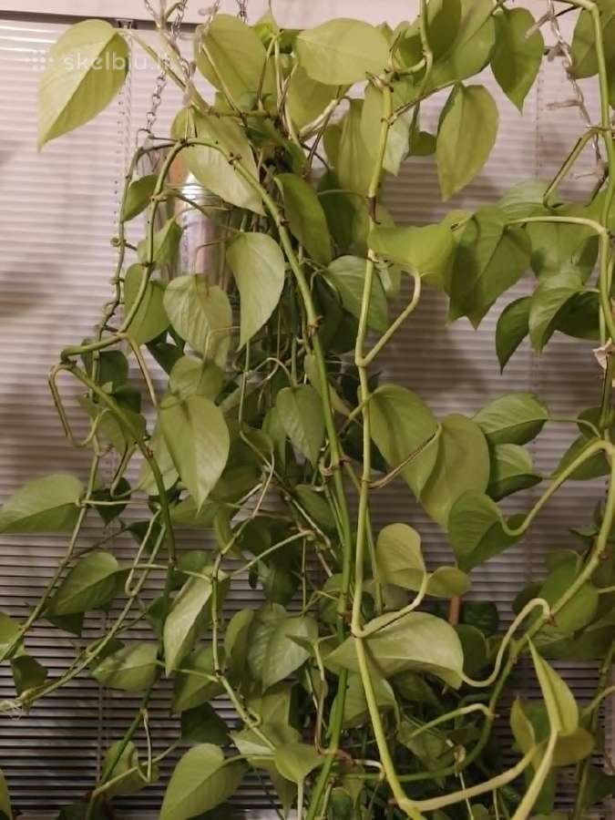 Auksinis skindapas (Epipremnum aureum) Neon - nuotraukos Nr. 3