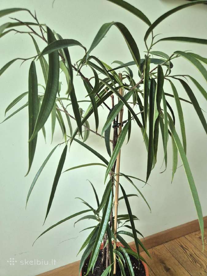 Kambatine gele- medis "fikusas". - nuotraukos Nr. 5