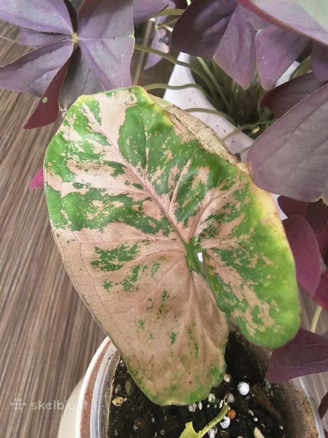 Syngonium pink alliusion - nuotraukos Nr. 2