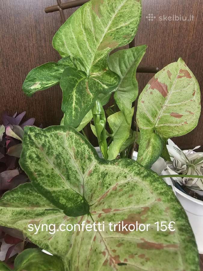 Syngonium conffeti trocolor - nuotraukos Nr. 2