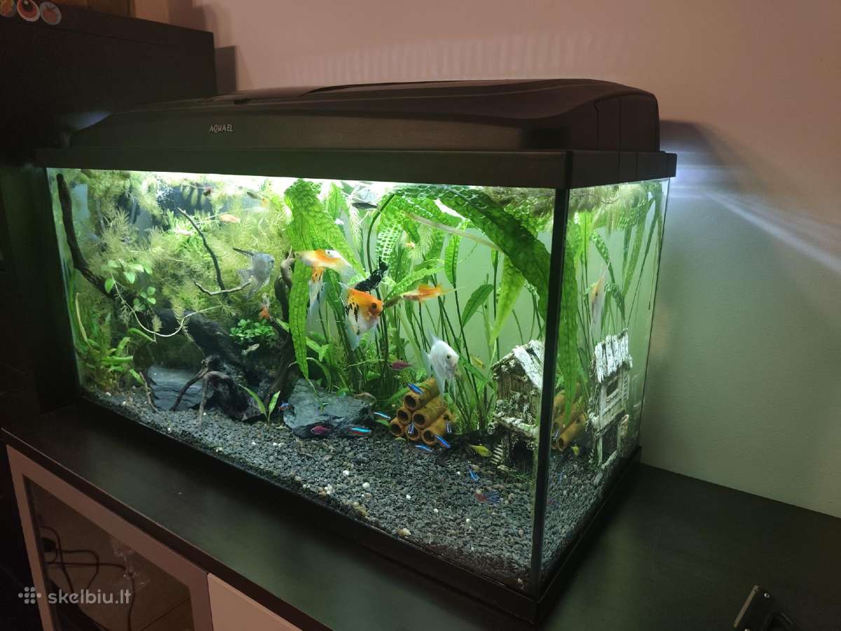 Akvariumas Aquel - nuotraukos Nr. 2