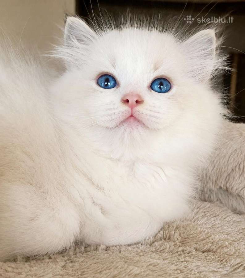 Ragdoll katytė ir katinėlis - nuotraukos Nr. 2