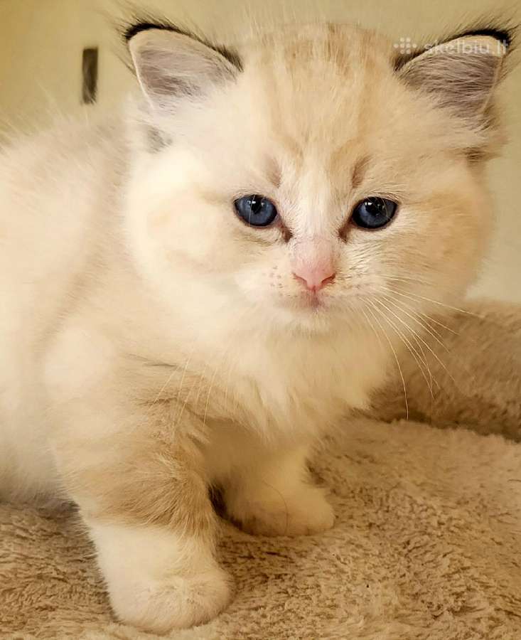 Ragdoll katytė ir katinėlis - nuotraukos Nr. 3