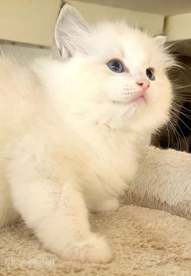 Ragdoll katytė ir katinėlis - nuotraukos Nr. 4