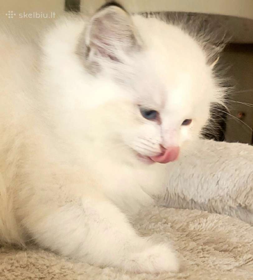 Ragdoll katytė ir katinėlis - nuotraukos Nr. 6