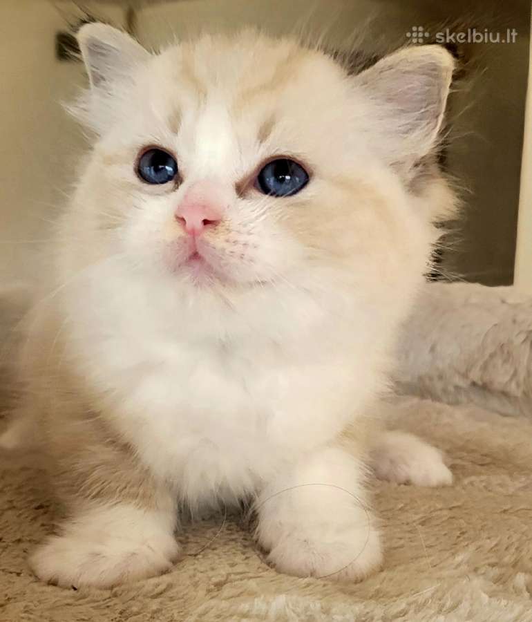 Ragdoll katytė ir katinėlis - nuotraukos Nr. 5