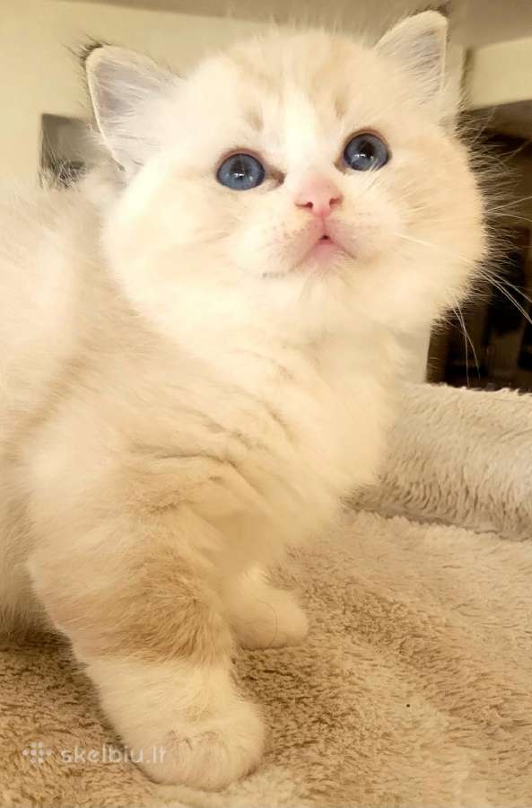 Ragdoll katytė ir katinėlis - nuotraukos Nr. 7