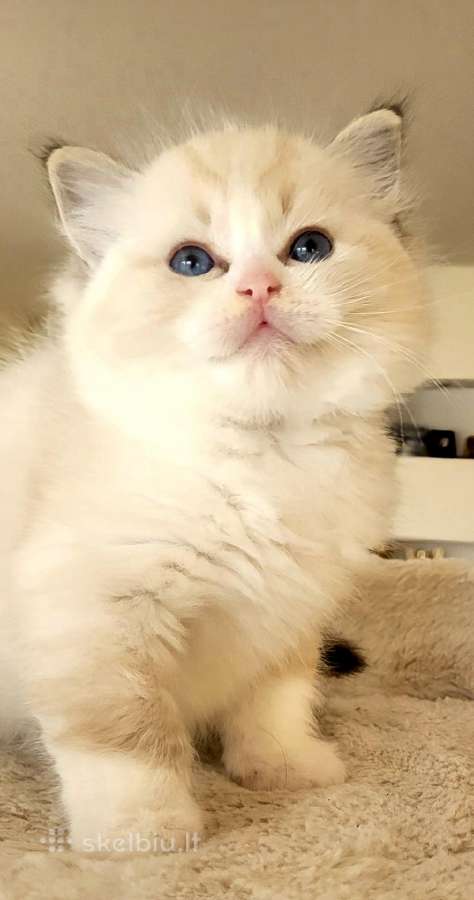 Ragdoll katytė ir katinėlis - nuotraukos Nr. 9