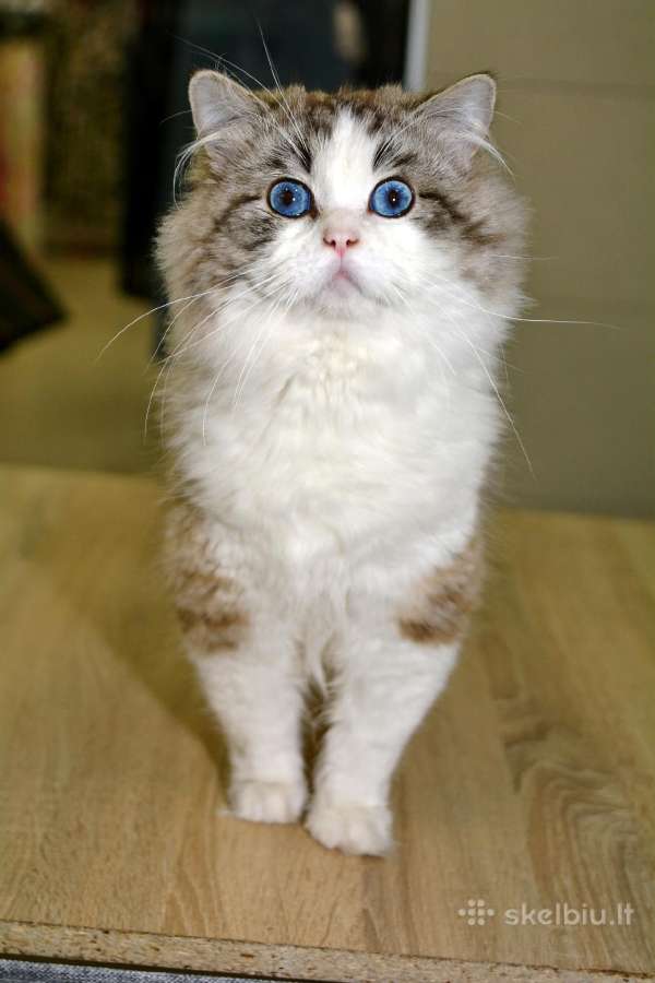 Ragdoll katytė ir katinėlis - nuotraukos Nr. 11