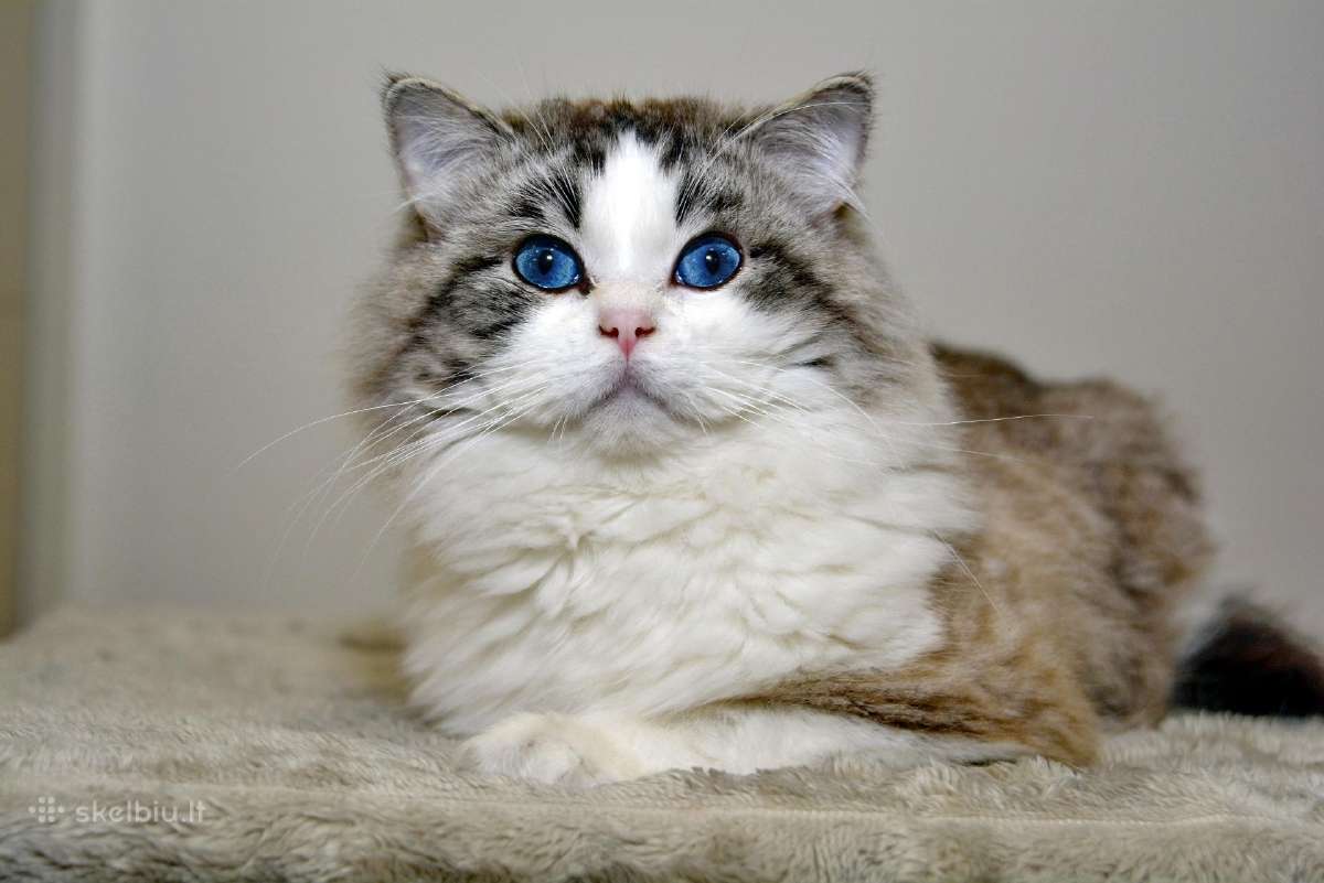 Ragdoll katytė ir katinėlis - nuotraukos Nr. 10