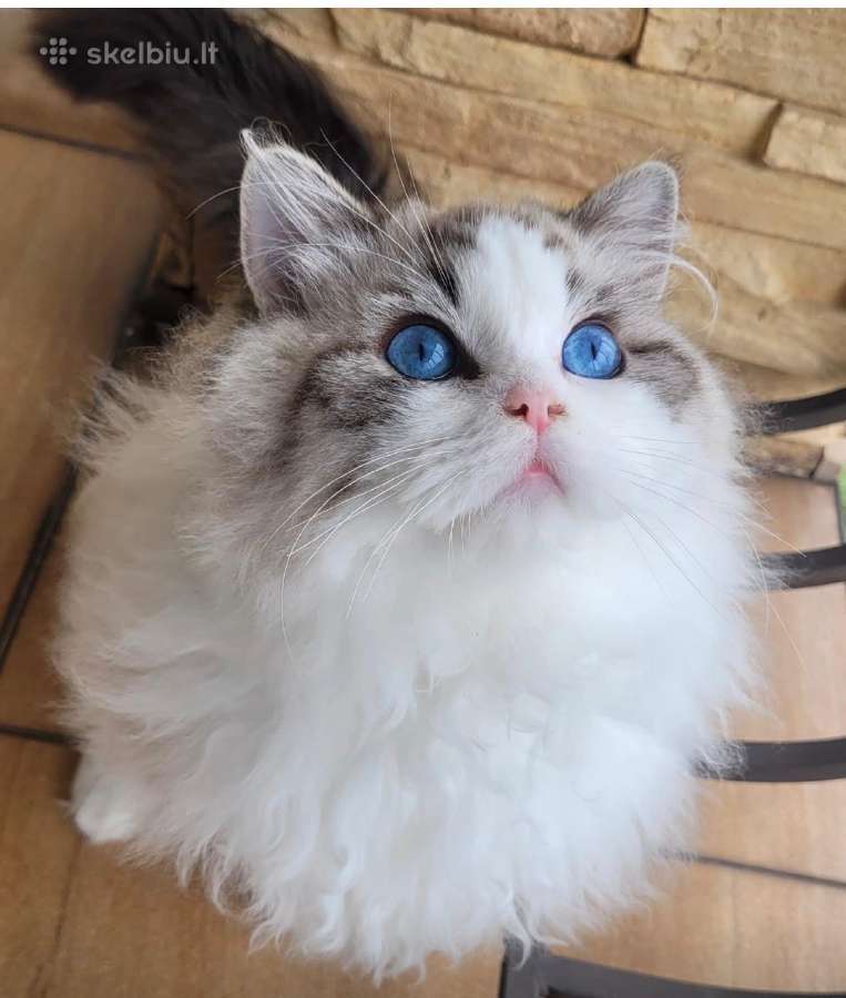 Ragdoll katytė ir katinėlis - nuotraukos Nr. 12