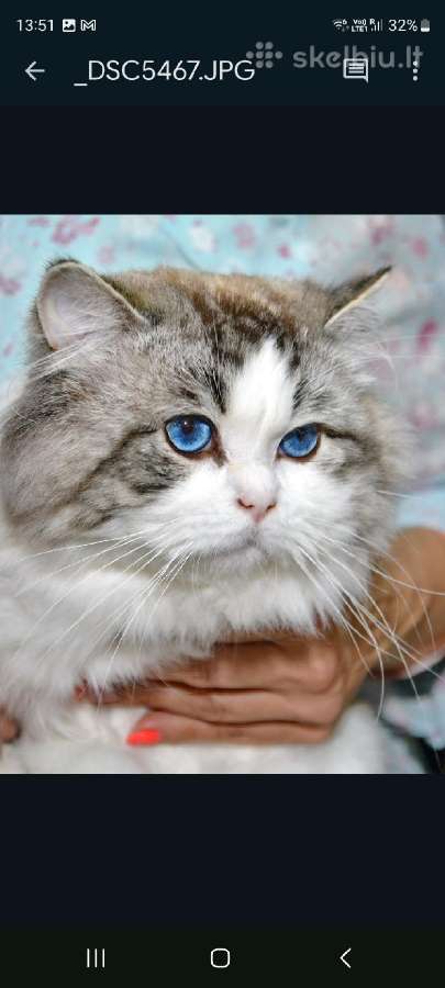 Ragdoll katytė ir katinėlis - nuotraukos Nr. 13