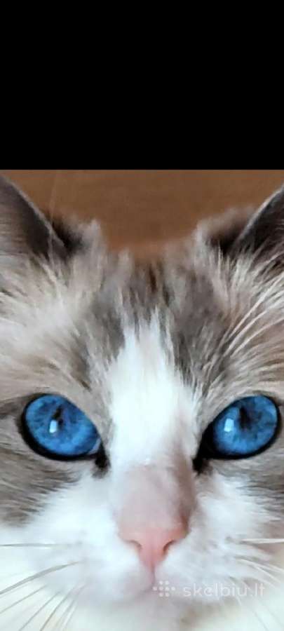 Ragdoll katytė ir katinėlis - nuotraukos Nr. 15