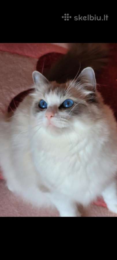 Ragdoll katytė ir katinėlis - nuotraukos Nr. 14
