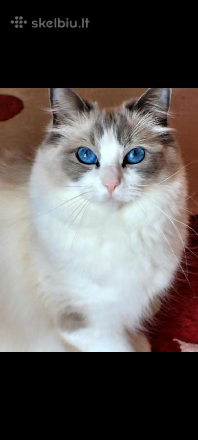 Ragdoll katytė ir katinėlis - nuotraukos Nr. 16