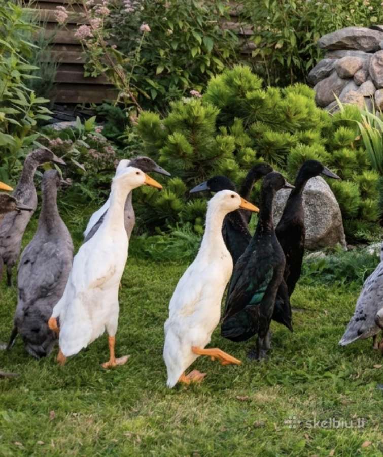 Parduodamos grynaveislės Indijos bėgikės, bėgikai - nuotraukos Nr. 2