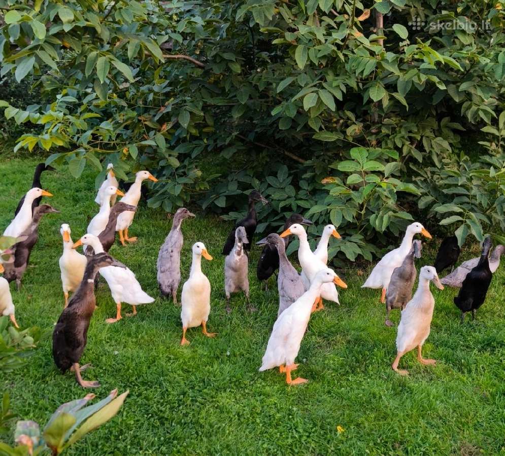 Parduodamos grynaveislės Indijos bėgikės, bėgikai - nuotraukos Nr. 2