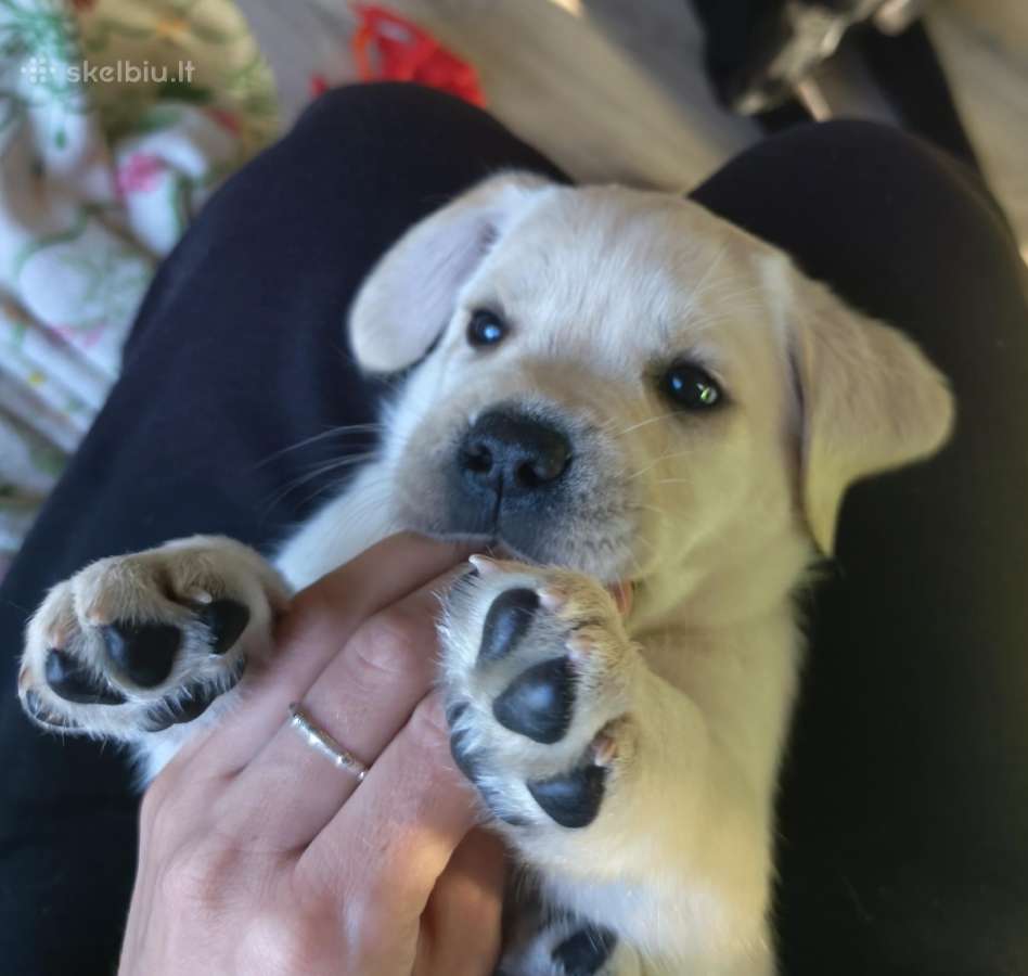 Kilmingi Labradoro retriverių šuniukai - nuotraukos Nr. 2