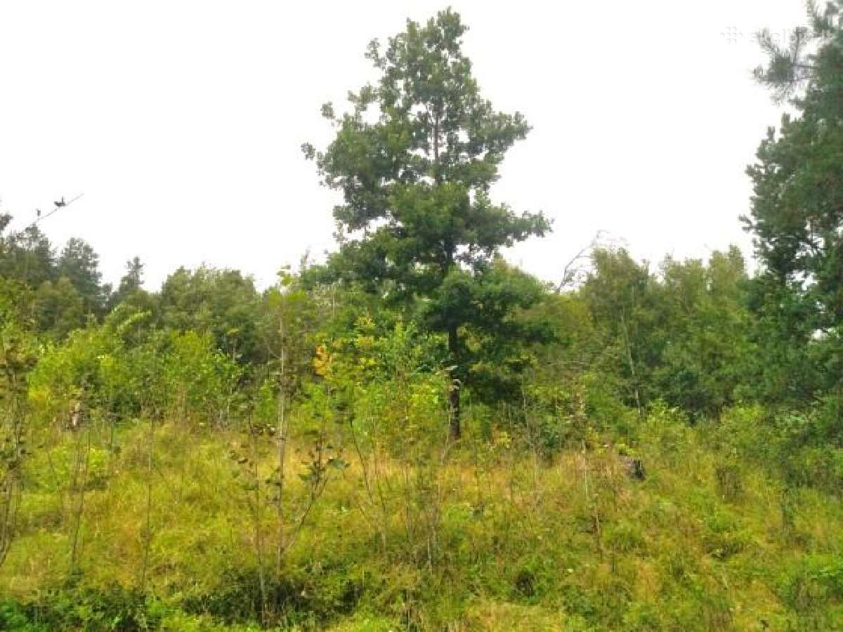 1,7972 ha sklypas Matakienių k., Švenčionių r. - nuotraukos Nr. 4