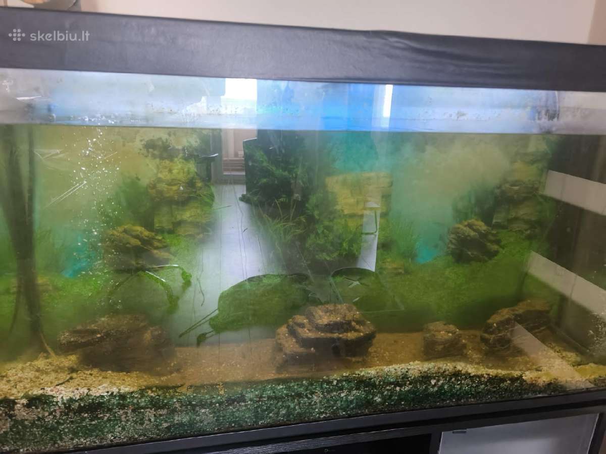 Akvariumas 300l - nuotraukos Nr. 2