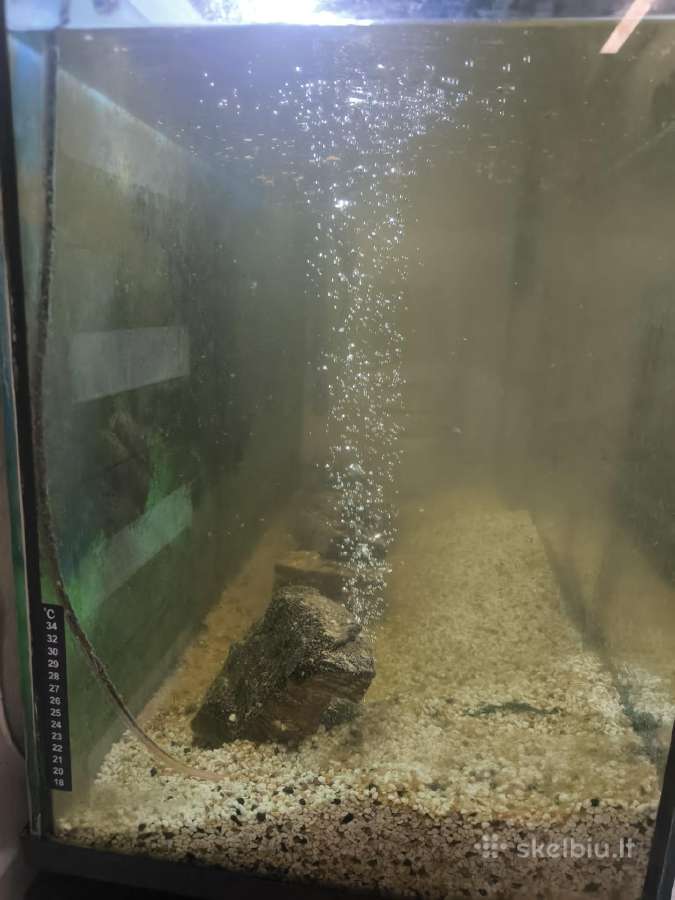 Akvariumas 300l - nuotraukos Nr. 3