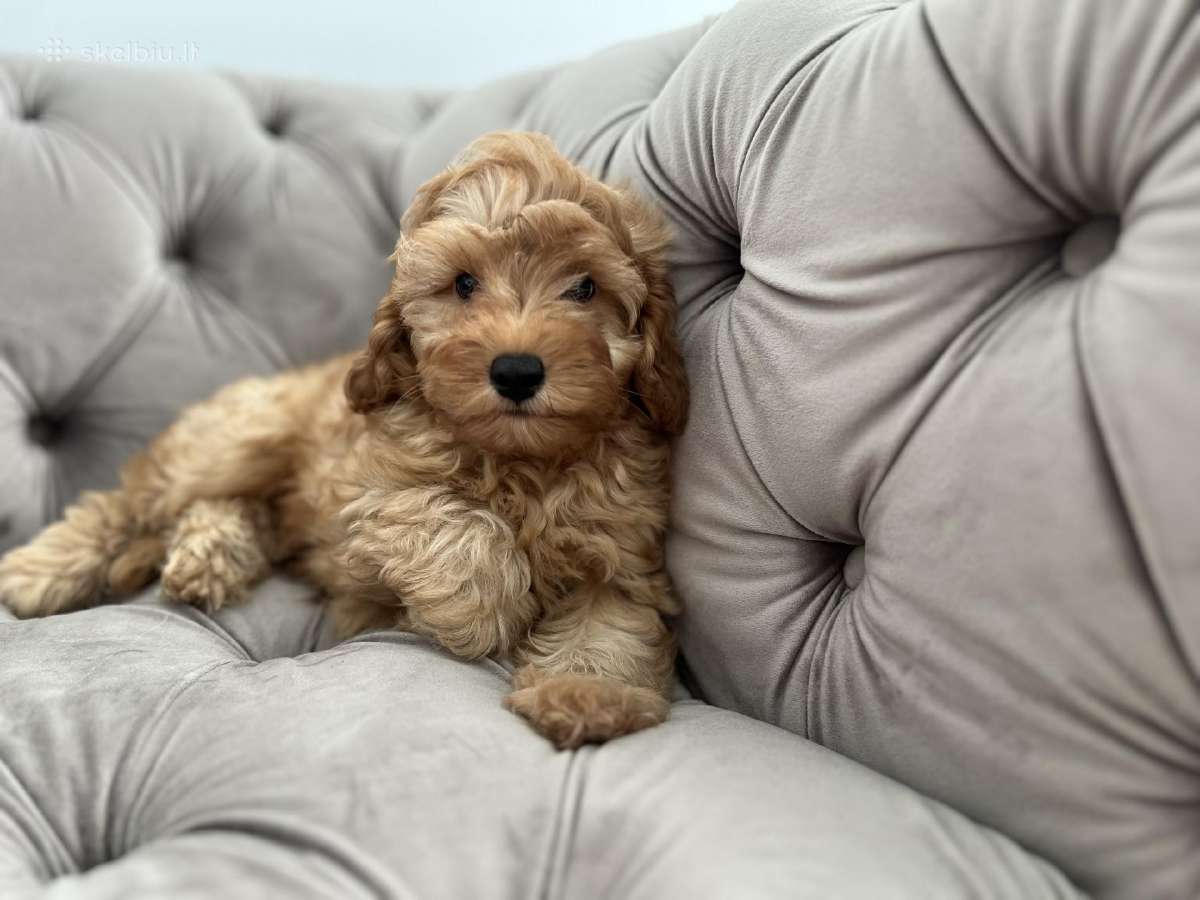 Cavapoo f1b - nuotraukos Nr. 2