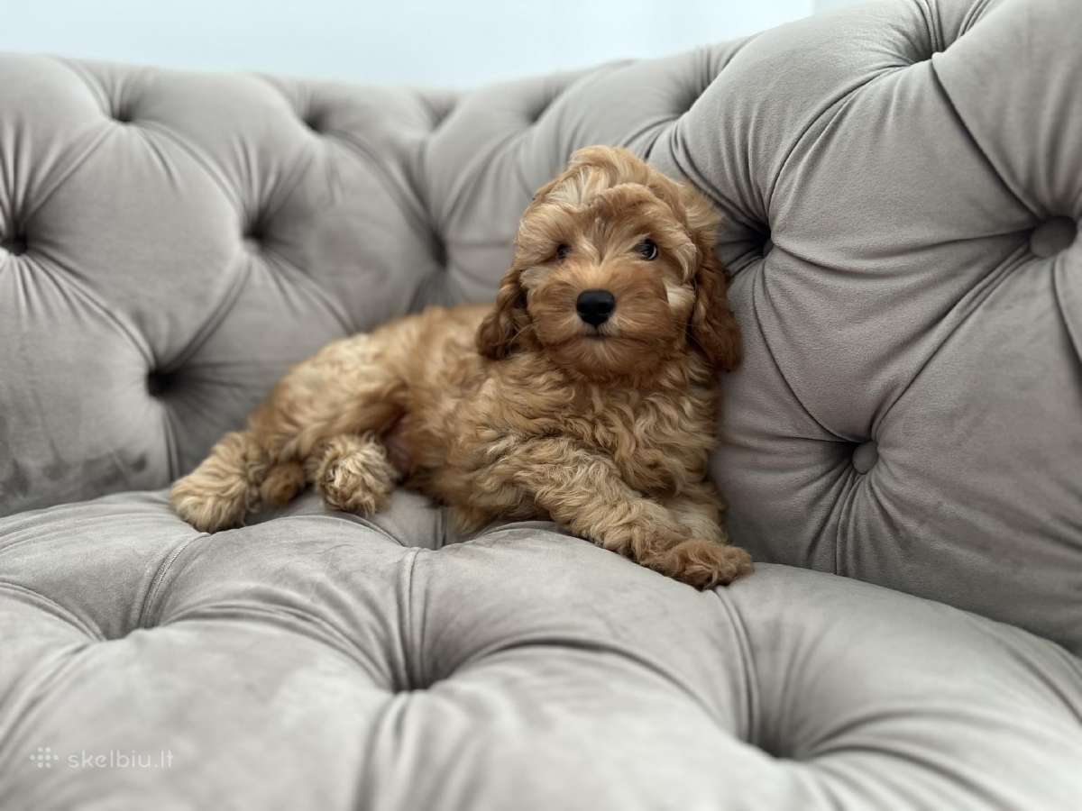 Cavapoo f1b - nuotraukos Nr. 3