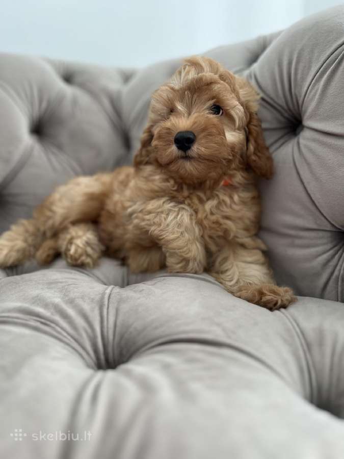 Cavapoo f1b - nuotraukos Nr. 4