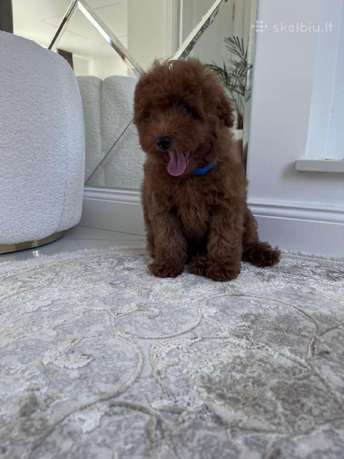 Cavapoo f1b - nuotraukos Nr. 2