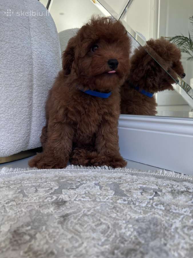 Cavapoo f1b - nuotraukos Nr. 3